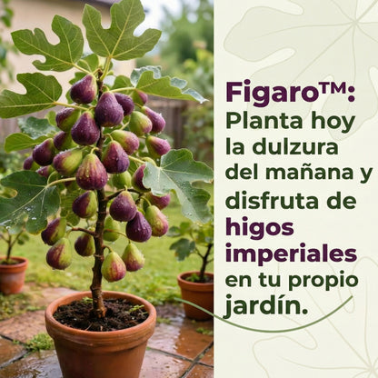 🏆65K+ SOLD!🌿Fig Seeds– Easy To Grow On Your Patio And Balcony At Home-XA