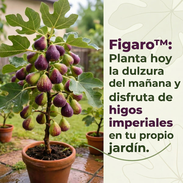 🏆65K+ SOLD!🌿Fig Seeds– Easy To Grow On Your Patio And Balcony At Home-XA