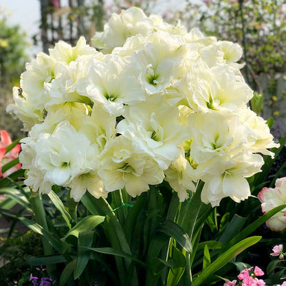 🎉Hot Sale🌷Amaryllis Bulbs-The Magical Fairy Garden of Your Dreams-ABB8