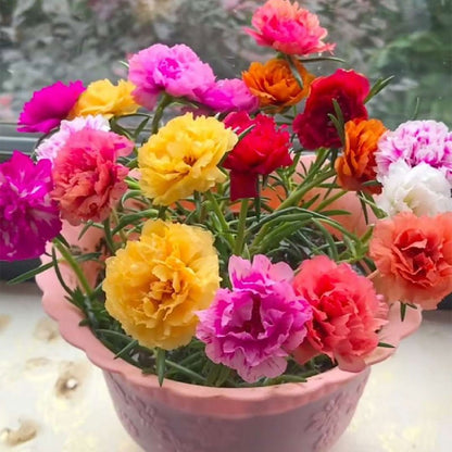 🌸 Spring flowers are preferred- 🌿 Double sunflowers decorate your garden landscape in a colorful way-GD