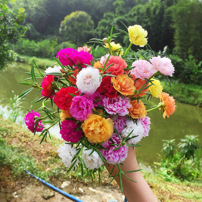 🌸 Spring flowers are preferred- 🌿 Double sunflowers decorate your garden landscape in a colorful way-GD