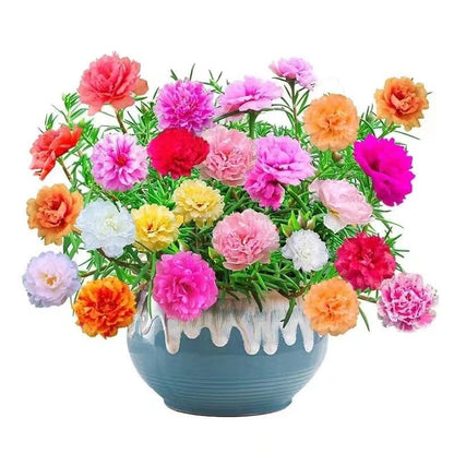 🌸 Spring flowers are preferred- 🌿 Double sunflowers decorate your garden landscape in a colorful way-GD