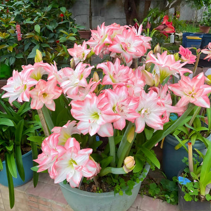 🎉Hot Sale🌷Amaryllis Bulbs-The Magical Fairy Garden of Your Dreams-ABB8