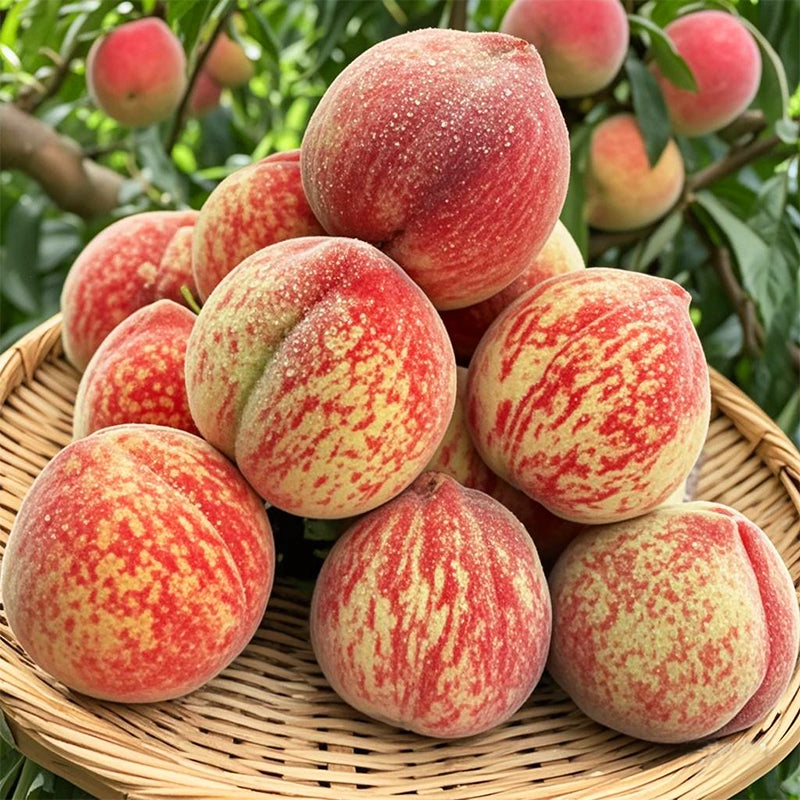 🔥50K+ SOLD!💟 Premium Pink Peach Seeds - 😋A Uniquely Delightful Taste-923