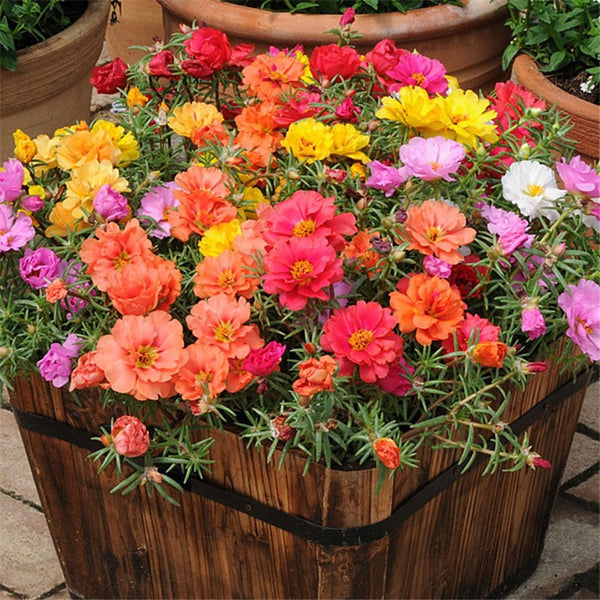 🌸 Spring flowers are preferred- 🌿 Double sunflowers decorate your garden landscape in a colorful way-GD