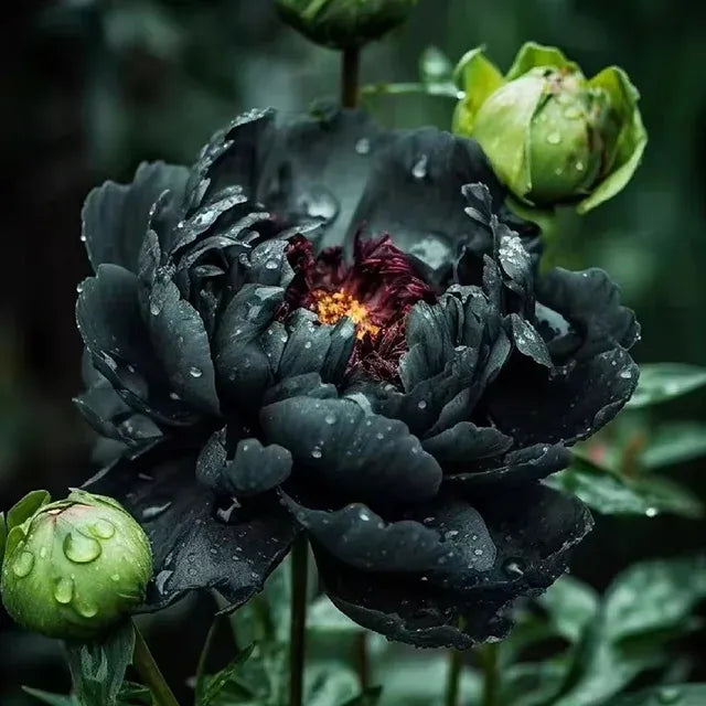 Over 5 Colors-Colorful Chinese Peony Flower