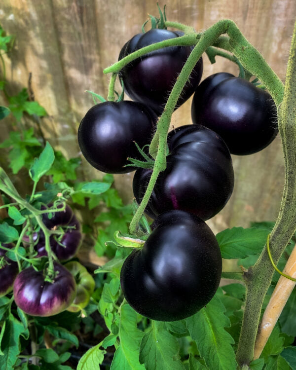 🔥 (New Harvest)🔥Balcony Red Tomato and 'Black Beauty' Tomato Seeds| 🌿Pre-Primed for High Germination (99% Germination)-GD