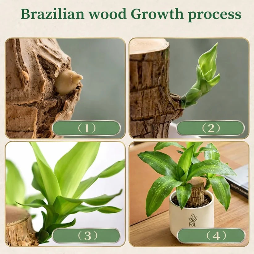 🏆65K+ SOLD!🌿Brazilian lucky trees, bring you luck and increase wealth, mysterious doll with base-TJY