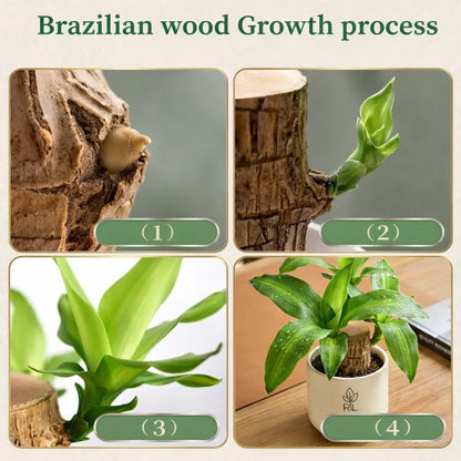 🏆65K+ SOLD!🌿Brazilian lucky trees, bring you luck and increase wealth, mysterious doll with base-TJY