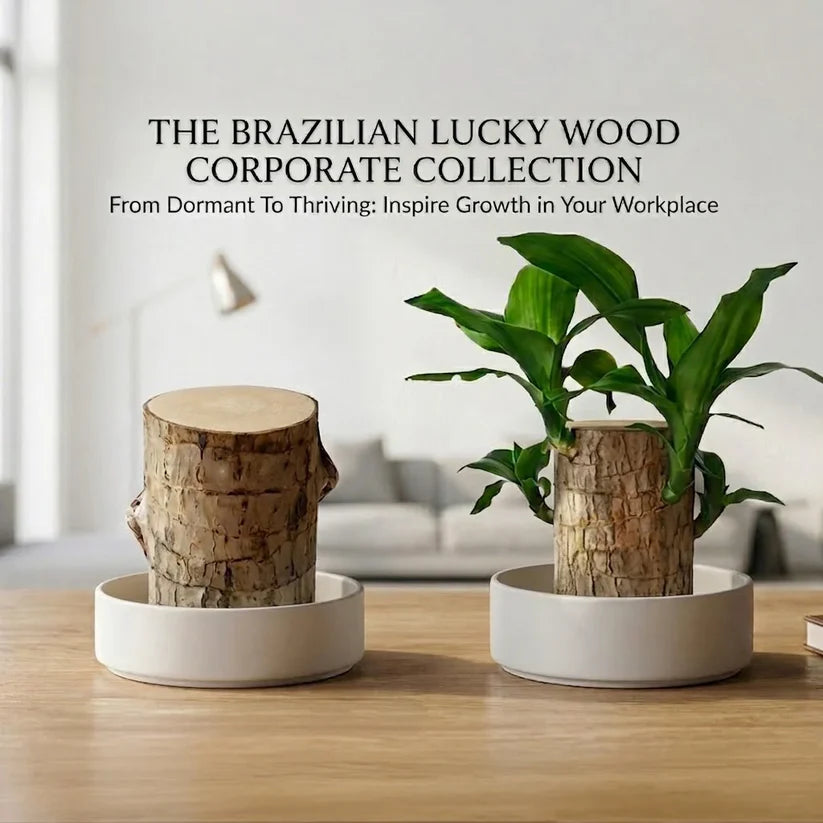 🏆65K+ SOLD!🌿Brazilian lucky trees, bring you luck and increase wealth, mysterious doll with base-TJY