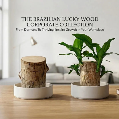 🏆65K+ SOLD!🌿Brazilian lucky trees, bring you luck and increase wealth, mysterious doll with base-TJY
