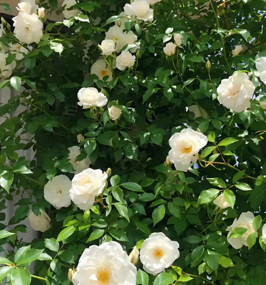🌸 Spring flowers are preferred🌿🌸Climbing Rose Seeds 60+ Multicolour seeds🌿-TJY