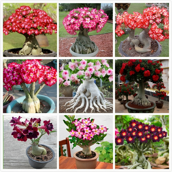 ✨Desert Rose Seeds🌹Heat-Resistant✨-923