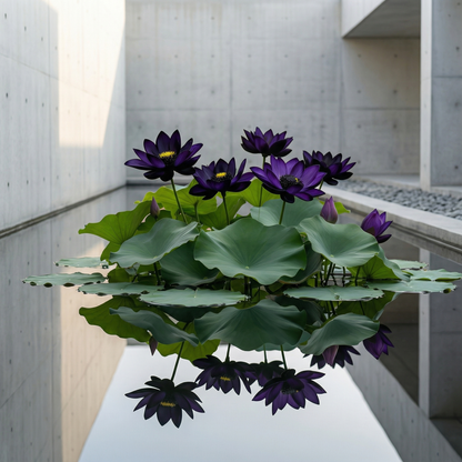💮Midnight Purple Lotus Seeds-A-923