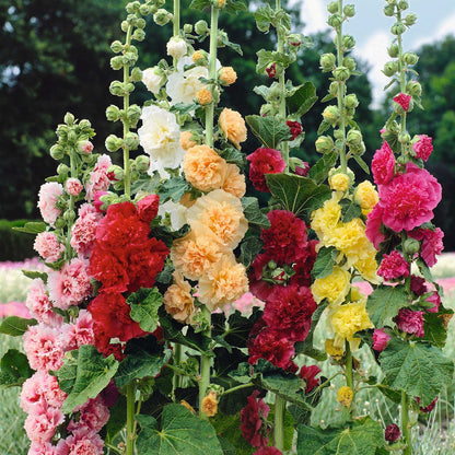 🔥Last Day 50% OFF🔥Rare Double Hollyhock Seeds-GD