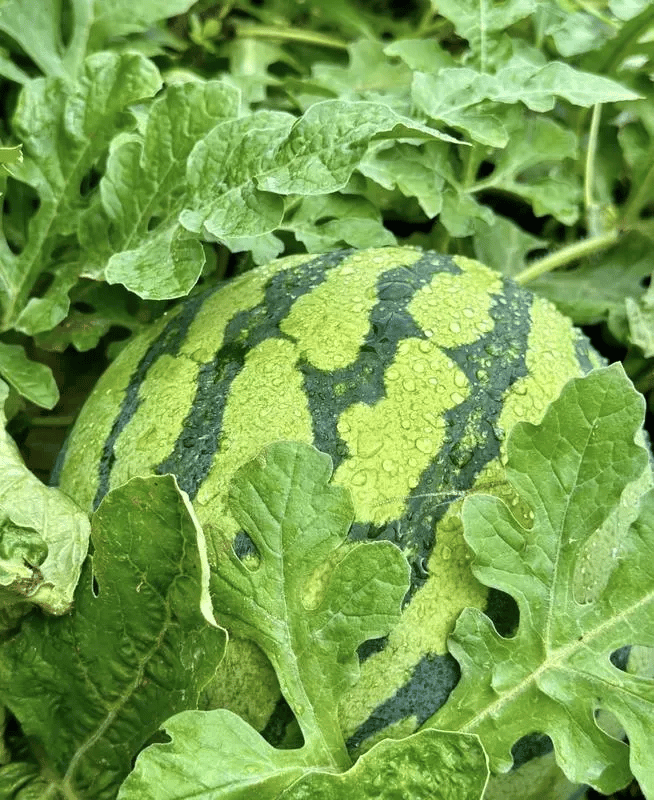 🍉50/100PCS Heirloom Non-GMO Watermelon Seeds – Easy-Grow “Lazy Man” Variety, Sweet & Nutritious, Replant Every Year🌱-923