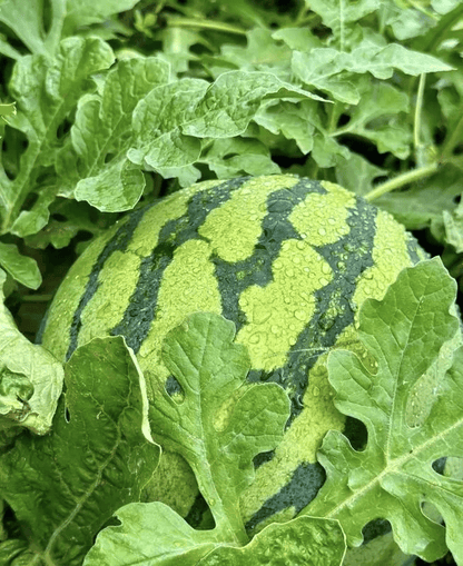 🍉50/100PCS Heirloom Non-GMO Watermelon Seeds – Easy-Grow “Lazy Man” Variety, Sweet & Nutritious, Replant Every Year🌱-923
