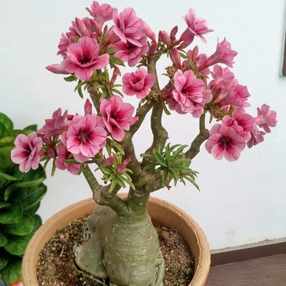 🎁Desert Rose Bulbs🌵Super easy care! 🌸 Adenium Obesum Bulbs - A926