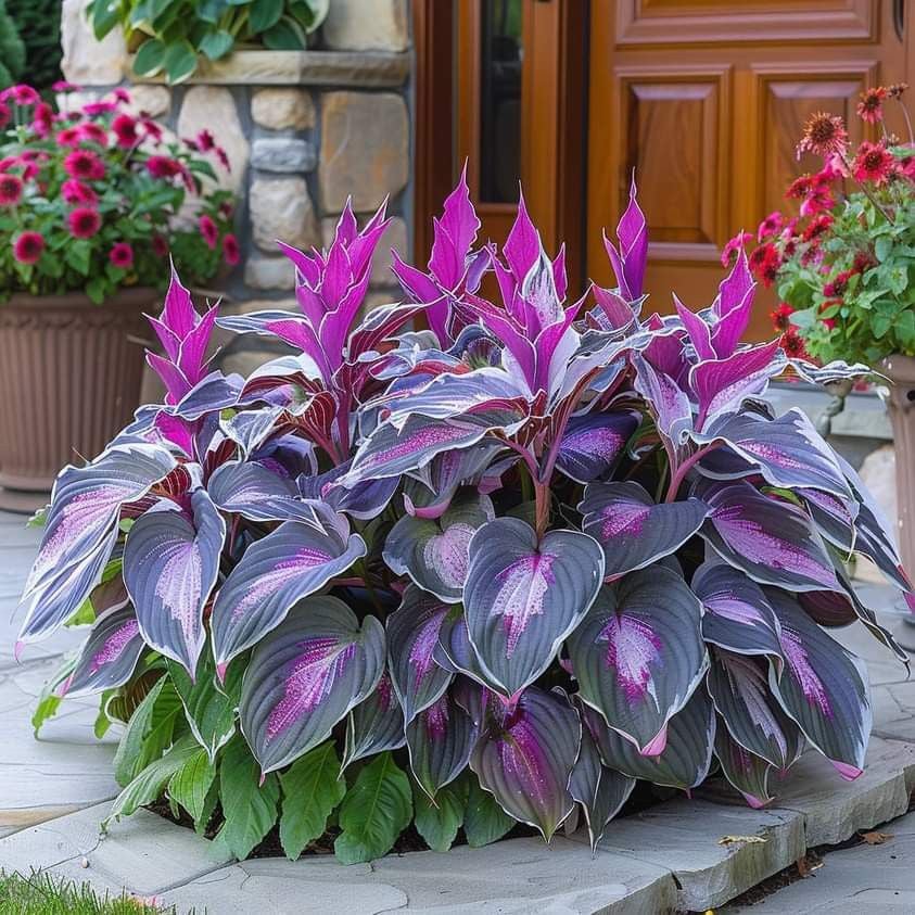 🔥Premium Rare Hosta Seeds💖🔥1 Pack-100 Seeds-GD