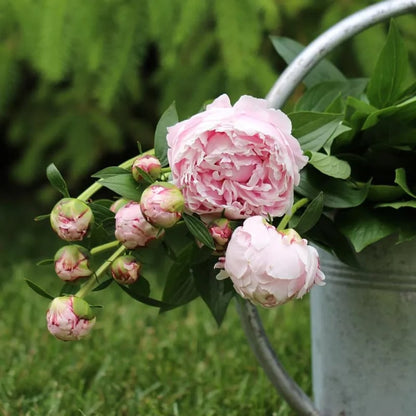 🔥LAST DAY 45% OFF🌺THE QUEEN OF FLOWERS—DOUBLE PETALED PIANI-923