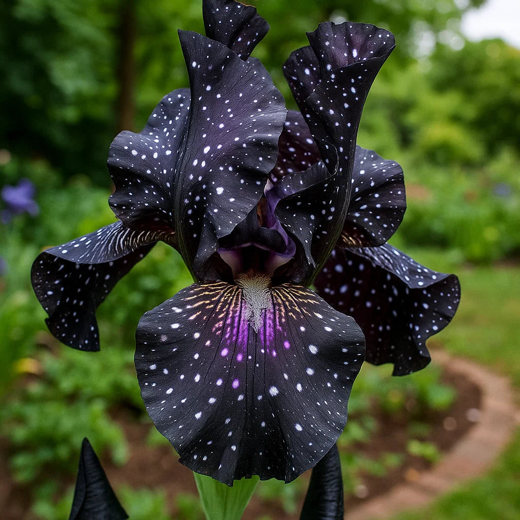 ⚜️Rare Tall Bearded Iris🌸 (Premium Rhizome Variety)-ABB8