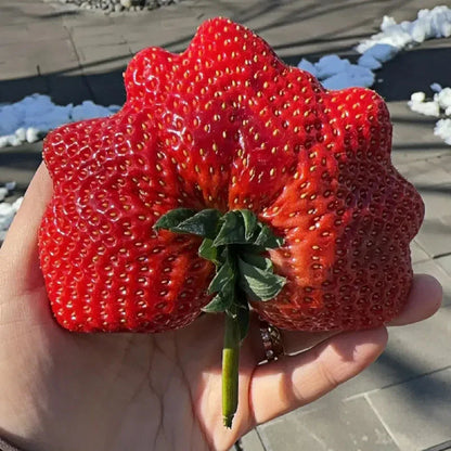 🏆75K+ SOLD! Rare Giant Strawberry Seeds 🍓 Grow Huge, Easy to grow-TJY