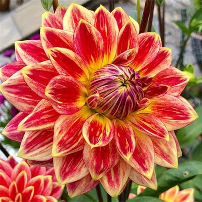 🌸Rare Double Dahlias🌿 – Bold Blooms Ordinary Gardens Never Have-ABB8