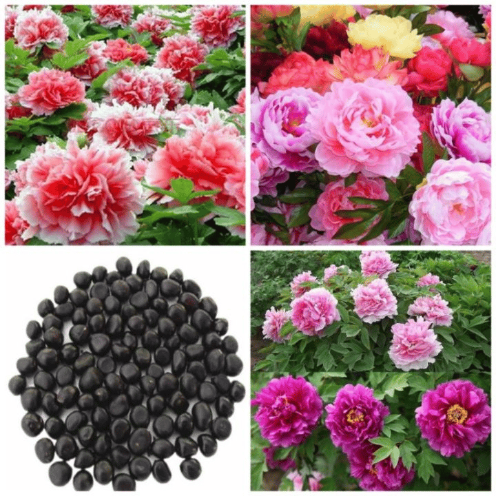 🔥LAST DAY 45% OFF🌺THE QUEEN OF FLOWERS—DOUBLE PETALED PIANI-923