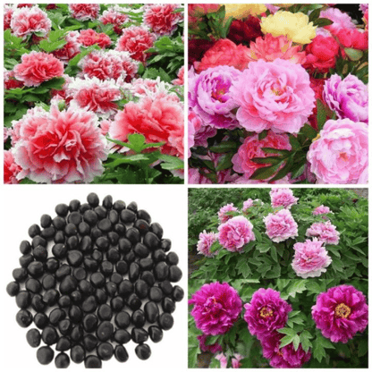 🔥LAST DAY 45% OFF🌺THE QUEEN OF FLOWERS—DOUBLE PETALED PIANI-923