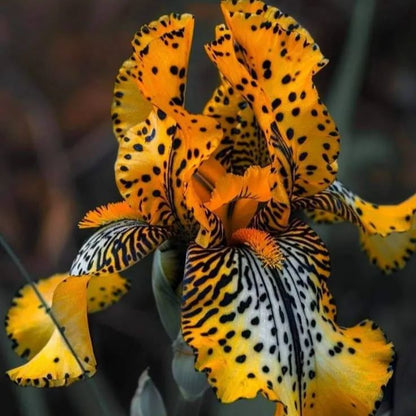 ⚜️Rare Tall Bearded Iris🌸 (Premium Rhizome Variety)-ABB8