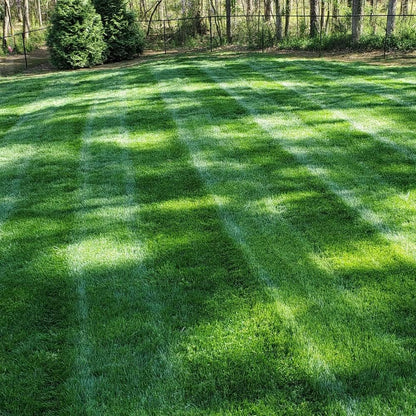 🌱2026 Evergreen Dwarf Grass Seed | For Four Seasons - A926