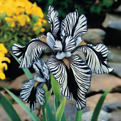 ⚜️Rare Tall Bearded Iris🌸 (Premium Rhizome Variety)-ABB8