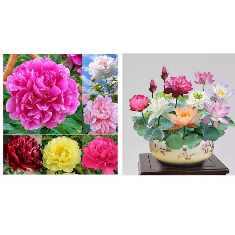 🔥LAST DAY 45% OFF🌺THE QUEEN OF FLOWERS—DOUBLE PETALED PIANI-923