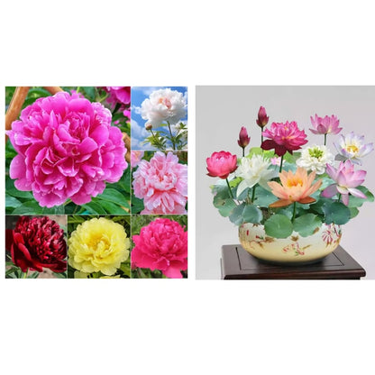 🔥LAST DAY 45% OFF🌺THE QUEEN OF FLOWERS—DOUBLE PETALED PIANI-923
