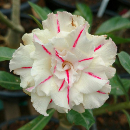 🎁Desert Rose Bulbs🌵Super easy care! 🌸 Adenium Obesum Bulbs - A926