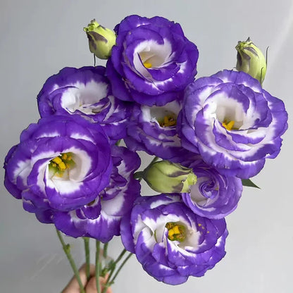 🏆65K+ SOLD!🔥🌺Low-maintenance Lisianthus Flower Seeds🌈TJY