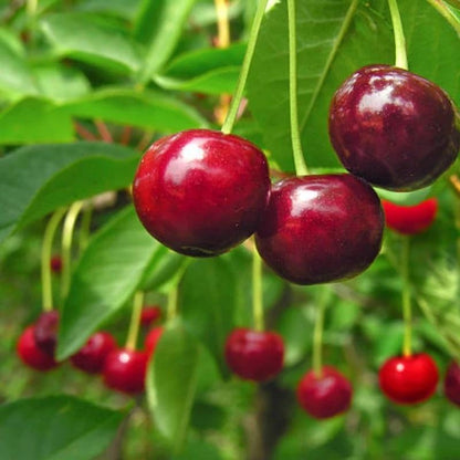 🏆75K+ SOLD! 🍒  Sweet Cherry Seeds 🌿Pre-Primed for High Germination-GD