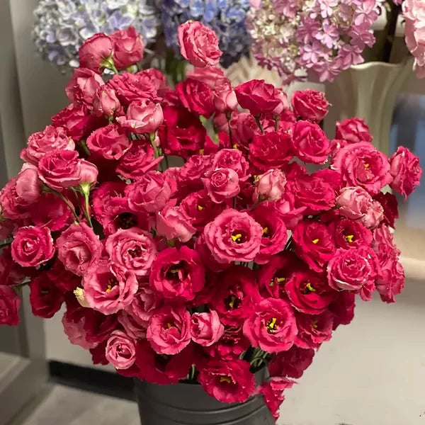 🏆65K+ SOLD!🔥🌺Low-maintenance Lisianthus Flower Seeds🌈TJY