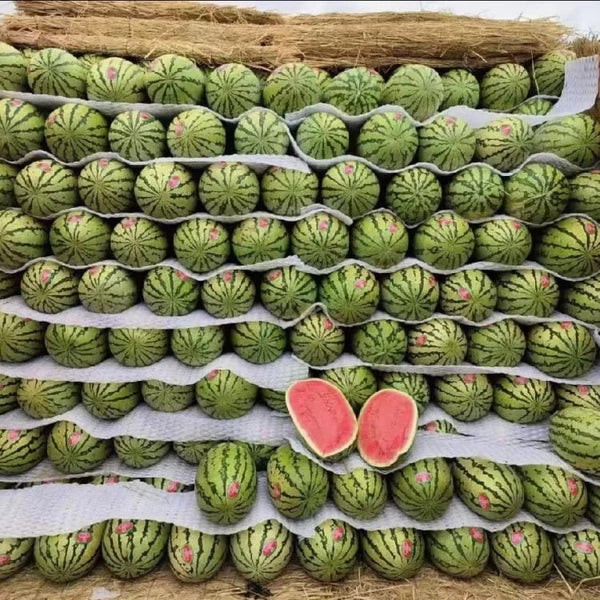 🔥🔥New Year 70% Off--🍉Lazy Man's Watermelon Seeds-W18