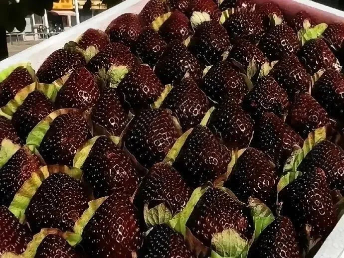 Giant Black Diamond Strawberries Seeds – Sweet, Nutrient-Rich & Easy to Grow at Home-W18