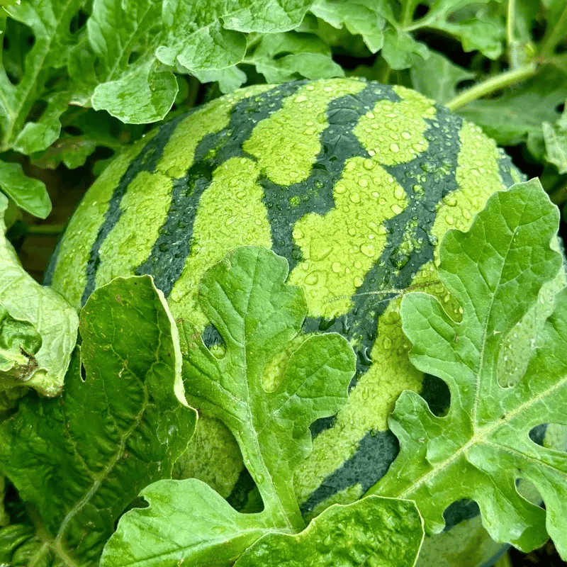 🍉50/100PCS Heirloom Non-GMO Watermelon Seeds – Easy-Grow “Lazy Man” Variety, Sweet & Nutritious, Replant Every Year🌱-923