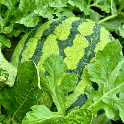 🍉50/100PCS Heirloom Non-GMO Watermelon Seeds – Easy-Grow “Lazy Man” Variety, Sweet & Nutritious, Replant Every Year🌱-923