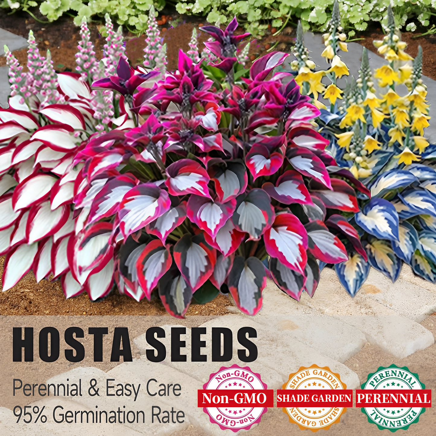 🔥Premium Rare Hosta Seeds💖🔥1 Pack-100 Seeds-GD
