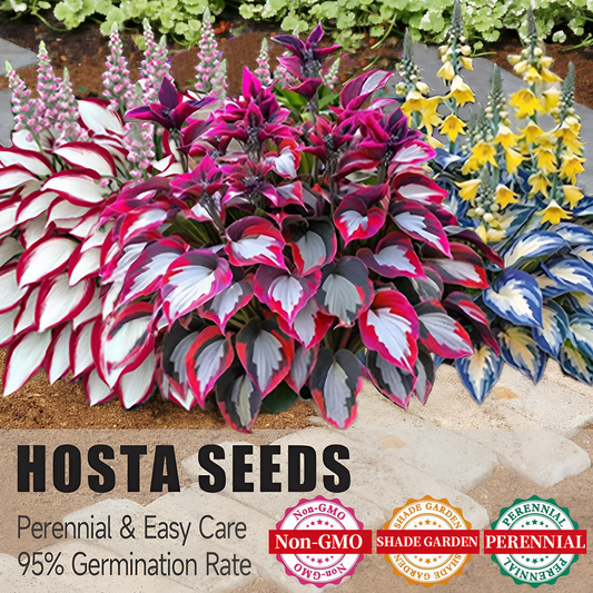 🌸Premium Rare Hosta Seeds 🌿Shade-Tolerant Plant-🔥1 Pack-100 Seeds-ABB8