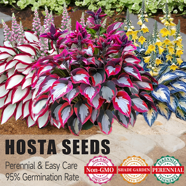 🔥Premium Rare Hosta Seeds💖🔥1 Pack-100 Seeds-GD