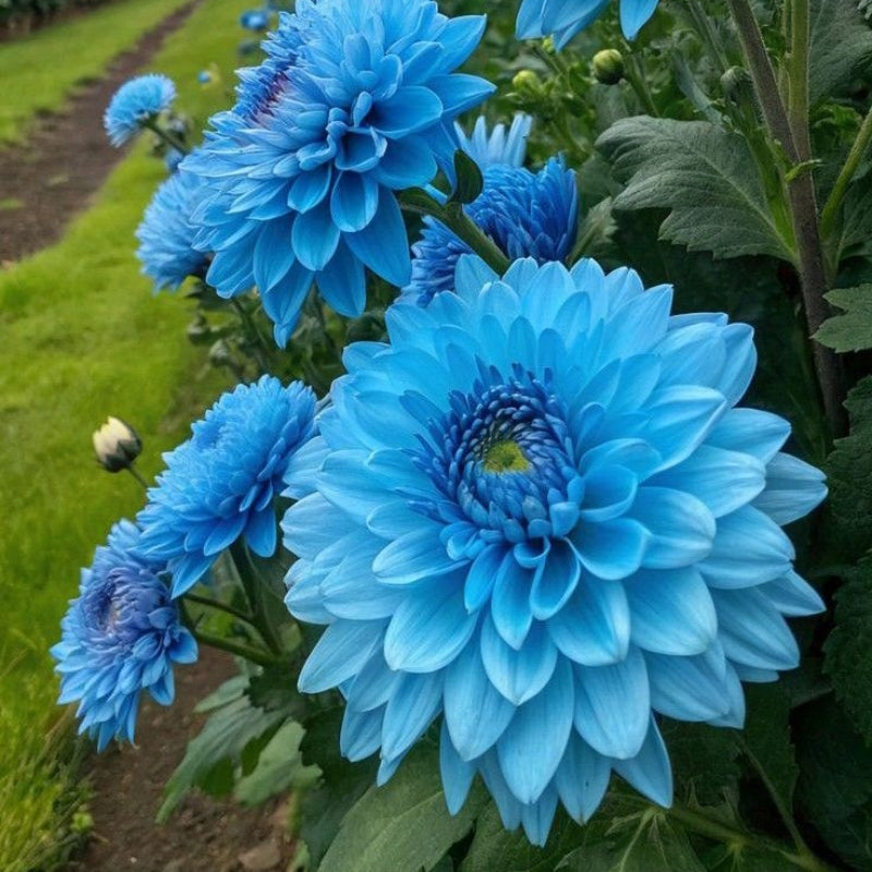 🌸Rare Double Dahlias🌿 – Bold Blooms Ordinary Gardens Never Have-ABB8