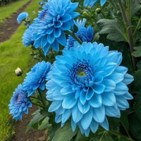 Glacier Blue
