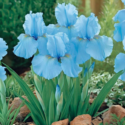 ⚜️Rare Tall Bearded Iris🌸 (Premium Rhizome Variety)-ABB8
