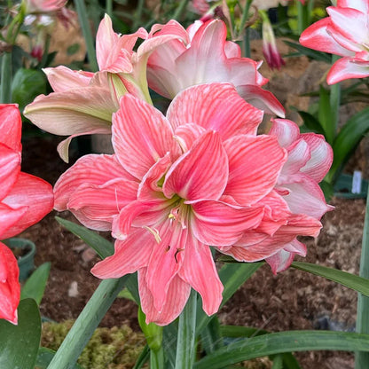 🌸Hot Sale!!🌸 – 🌿Double-Flowered Amaryllis Bulbs / Large Flowers / Easy to Grow-TJY