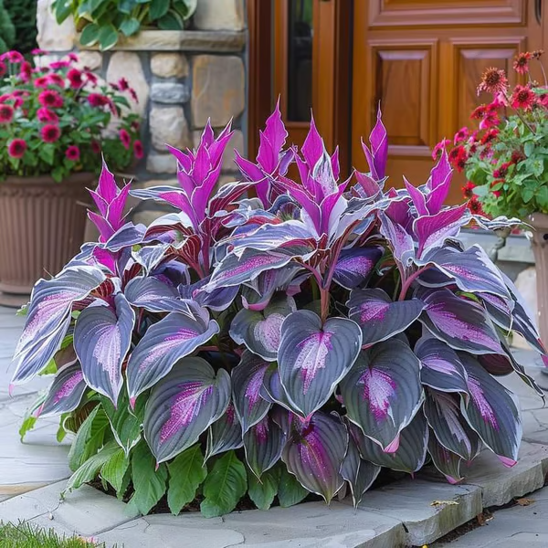 🏆65K+ SOLD!🌿Giant Hosta Seeds – Massive Leaves, Perfect for Deep Shade Borders & Ground Cover-INT